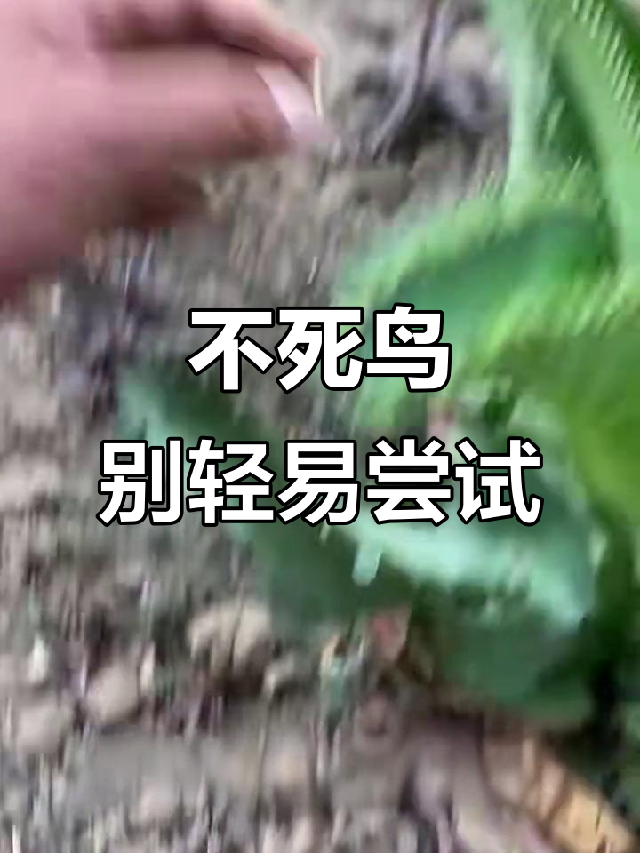 为什么“不死鸟”多肉植物不适合养?超强生命力让你无法控制