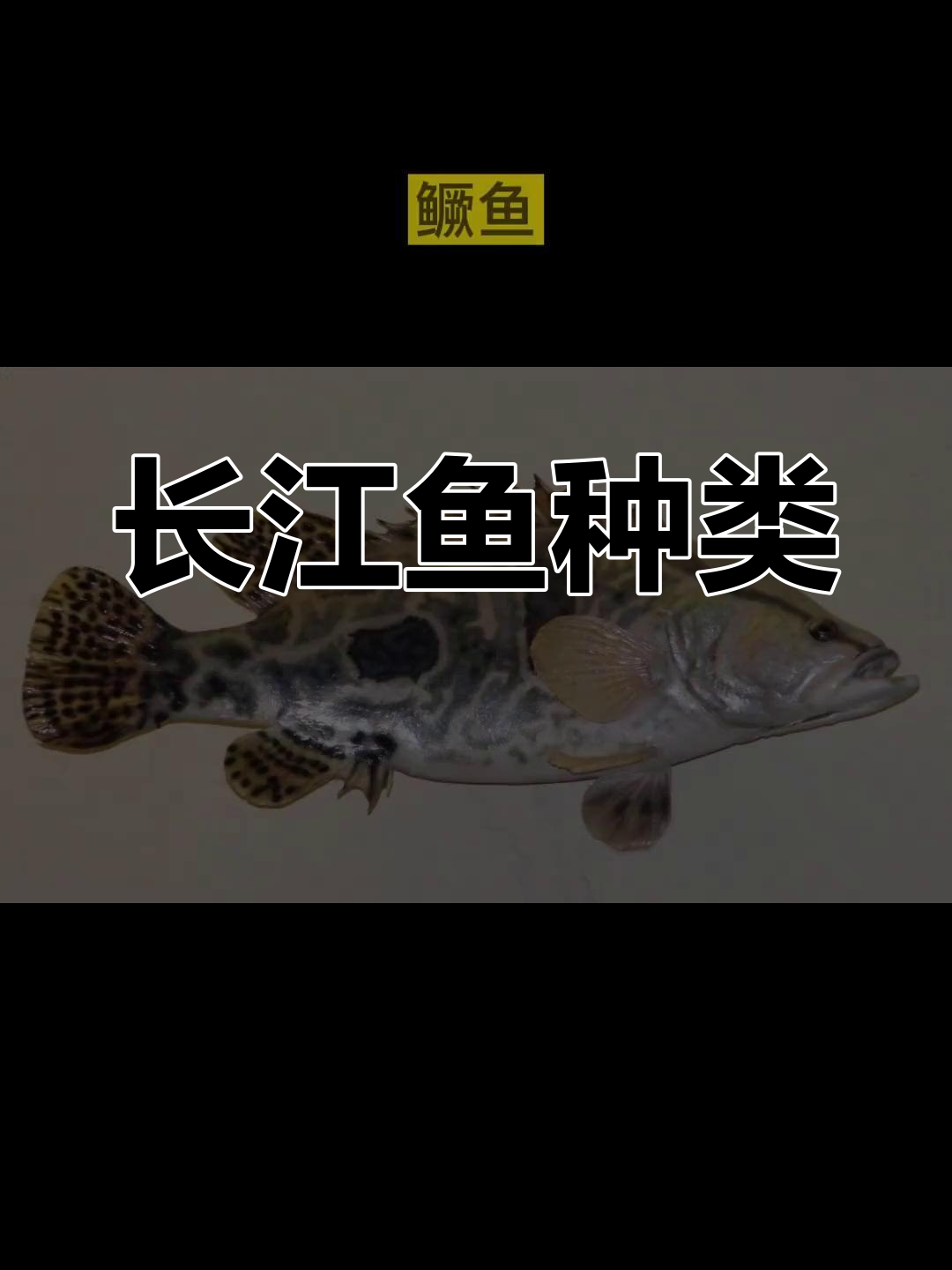 长江常见鱼类大揭秘