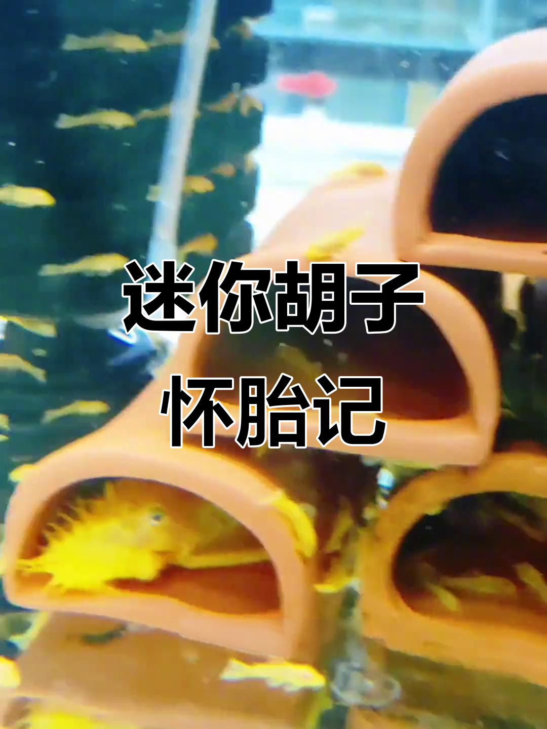 小型热带鱼怀孕大肚子,竟然这么小!