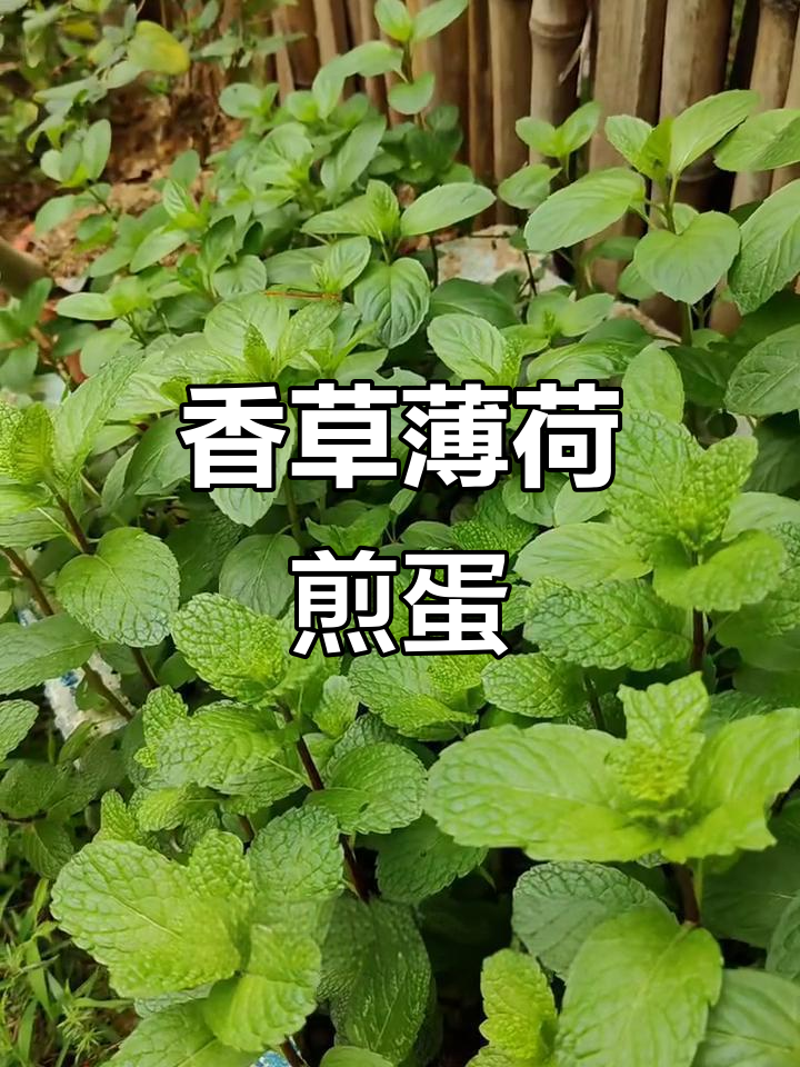 薄荷煎蛋与蜻蜓飞舞,香气扑鼻的夏日美味