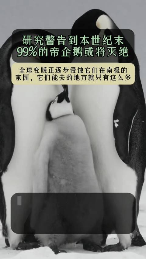 「研究警告:到本世纪末99%的帝企鹅或将灭绝」可爱的帝企鹅现在整面临着成为首个因为全球变暖