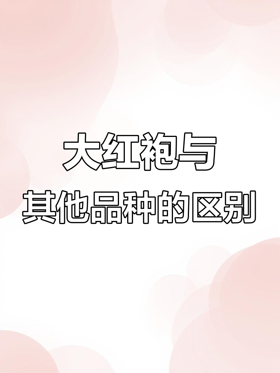 武夷岩茶大揭秘:如何区分肉桂、水仙与大红袍的独特魅力