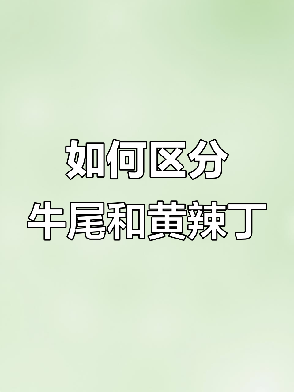 牛尾巴鱼与黄辣丁的区别,如何快速辨别