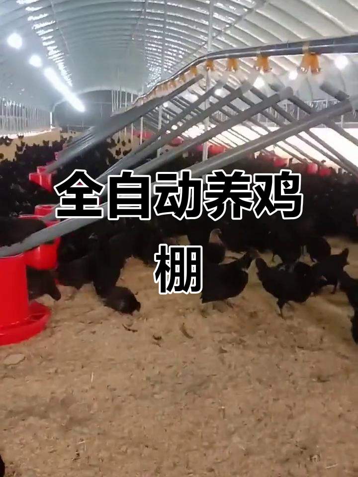 6个现代化大棚,全自动养鸡设备,500平米规模