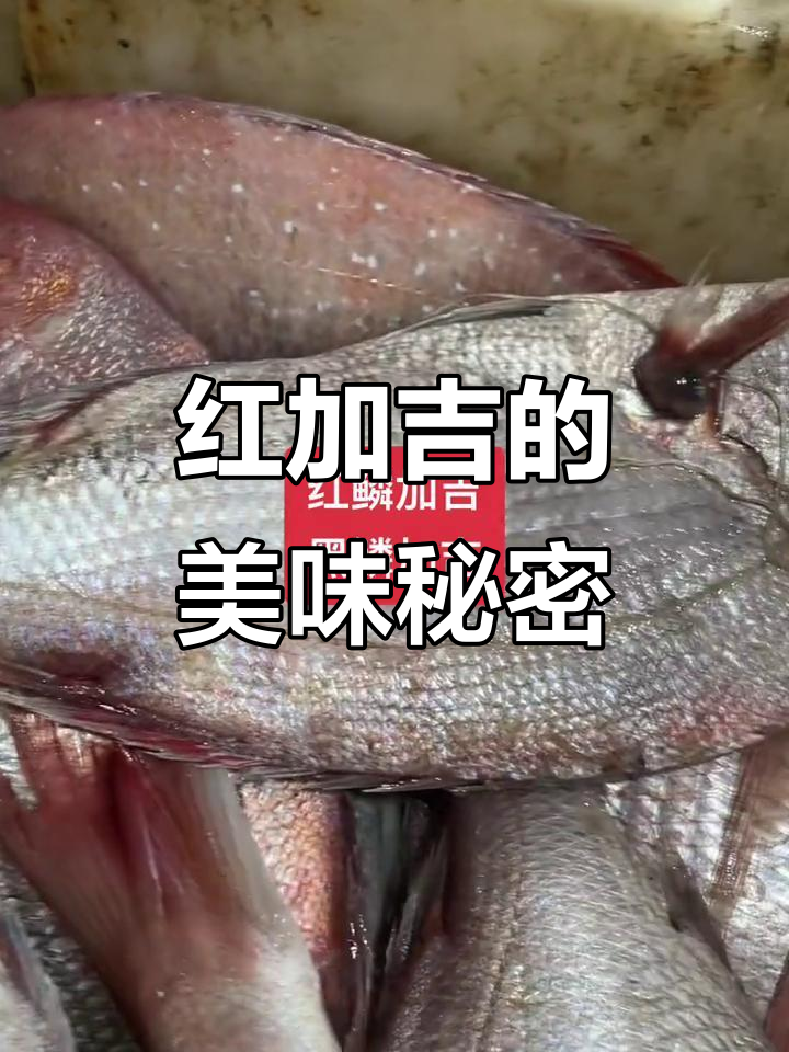 红加吉鱼肉质鲜美,堪称海鲜中的极品