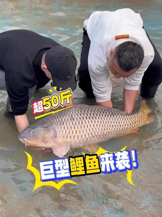 终见50多斤的鲤鱼王,外加一群二三十斤的“小”家伙!打包带走