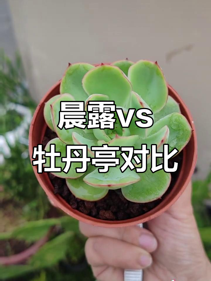 晨露与牡丹亭多肉区别大揭秘,叶片厚度和颜色差异解析