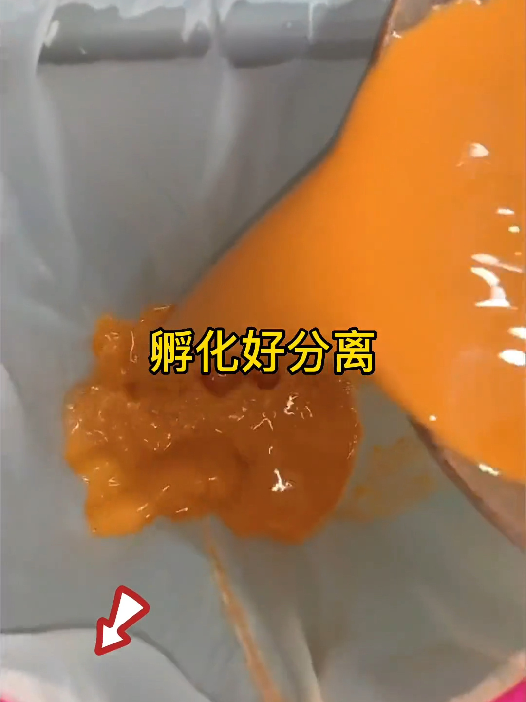丰年虾孵化全过程,咱就放心用