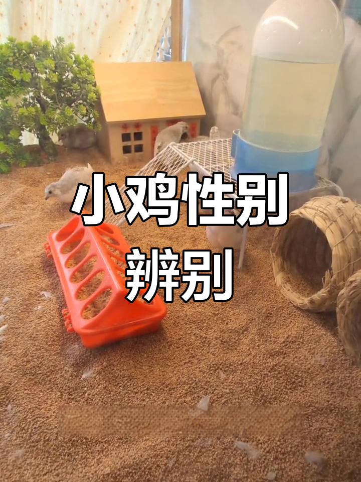 教你轻松分辨小鸡公母,快来试试吧!