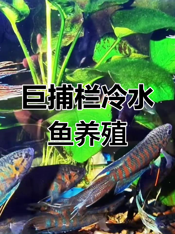冷水斗鱼群养技巧,原生鱼改良与混养经验分享