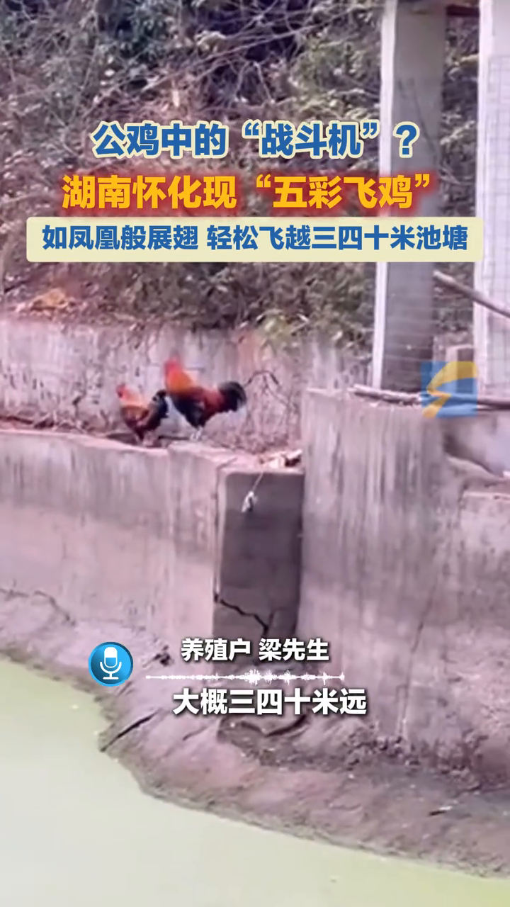 公鸡中的“战斗机”?湖南怀化现“五彩飞鸡”,如凤凰般展翅