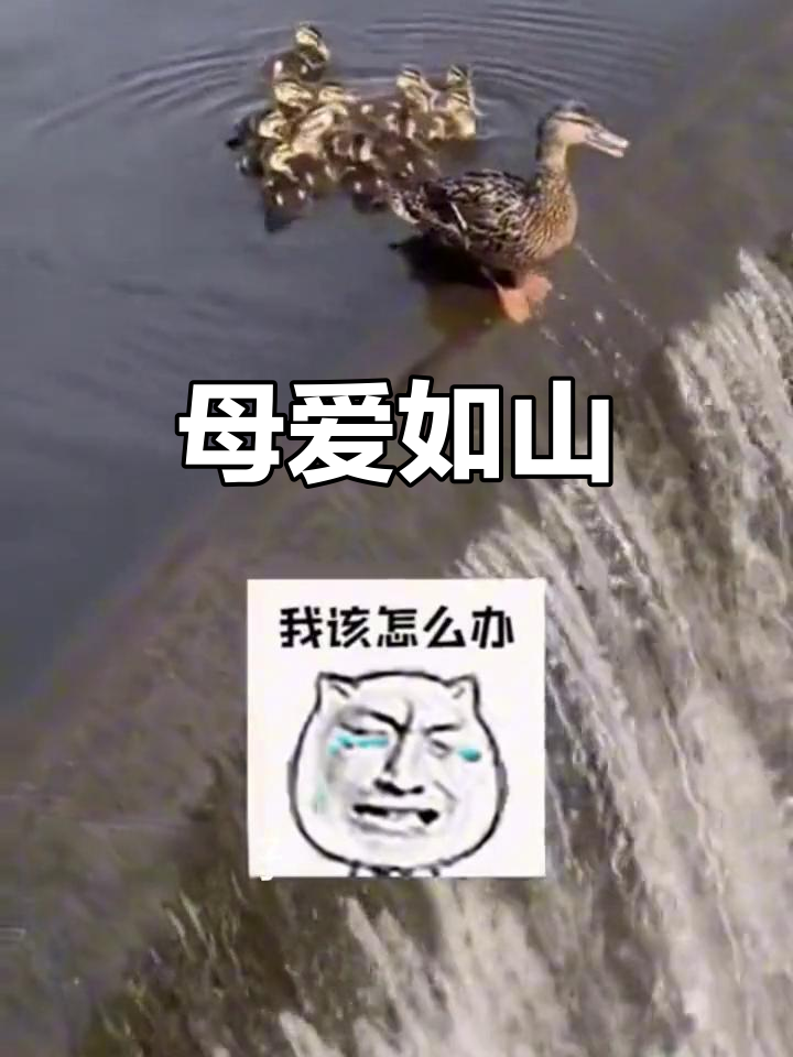 鸭子群嬉戏，小鸭失足瀑布，母鸭紧急救援，感动瞬间