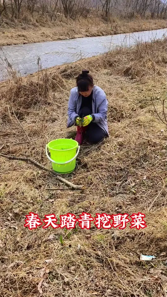 你认识这些东北独有的野菜吗?