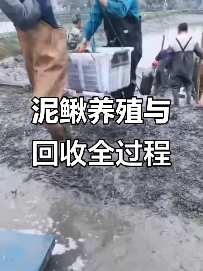 高密度泥鳅养殖基地实拍,成品回收全程展示
