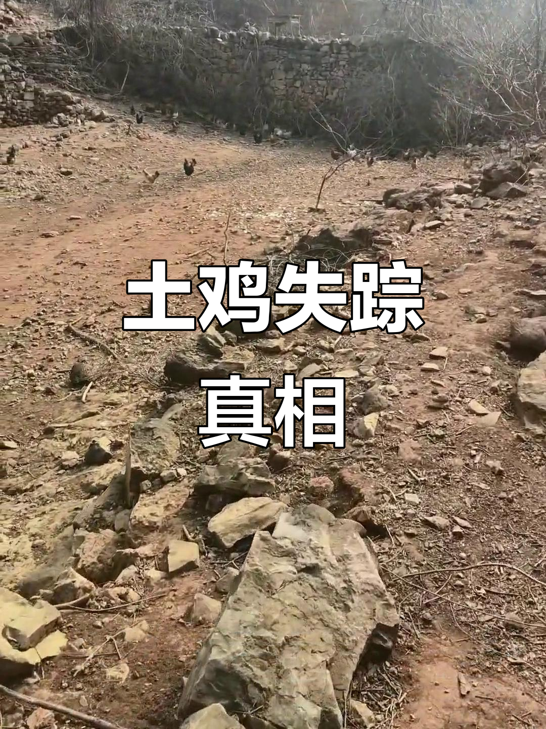 山上鸡子惨叫,毛散落一地,究竟是逃跑还是被老鹰叼走?