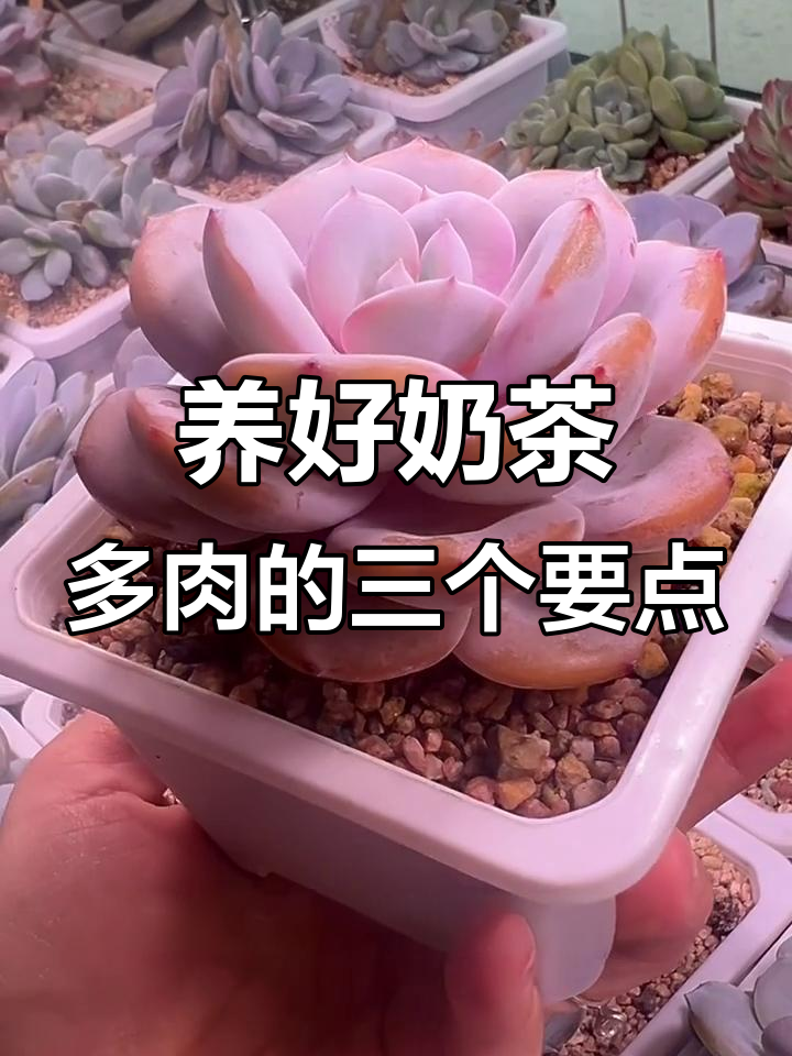 奶茶多肉如何养得短圆肥？三大秘诀教你轻松搞定