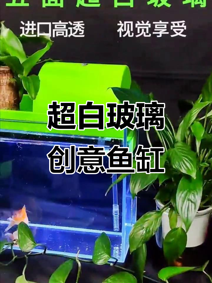 小型超白玻璃鱼缸,打造客厅水族箱自然景观