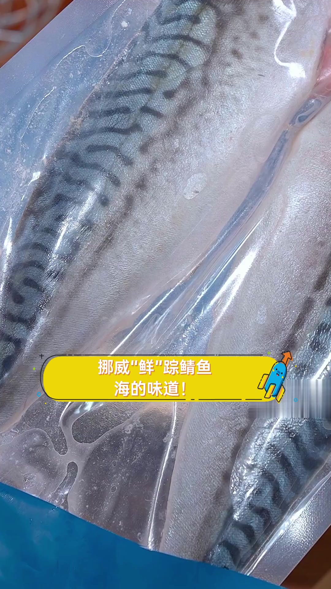 挪威“鲜”踪鲭鱼,海的味道!