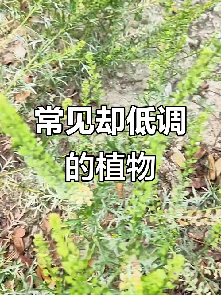 你家乡有这种不起眼的植物吗?独型菜了解一下