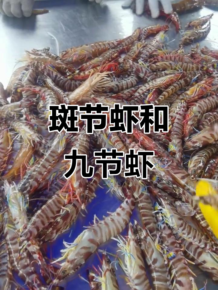 斑节虾与九节虾:海鲜美味大揭秘