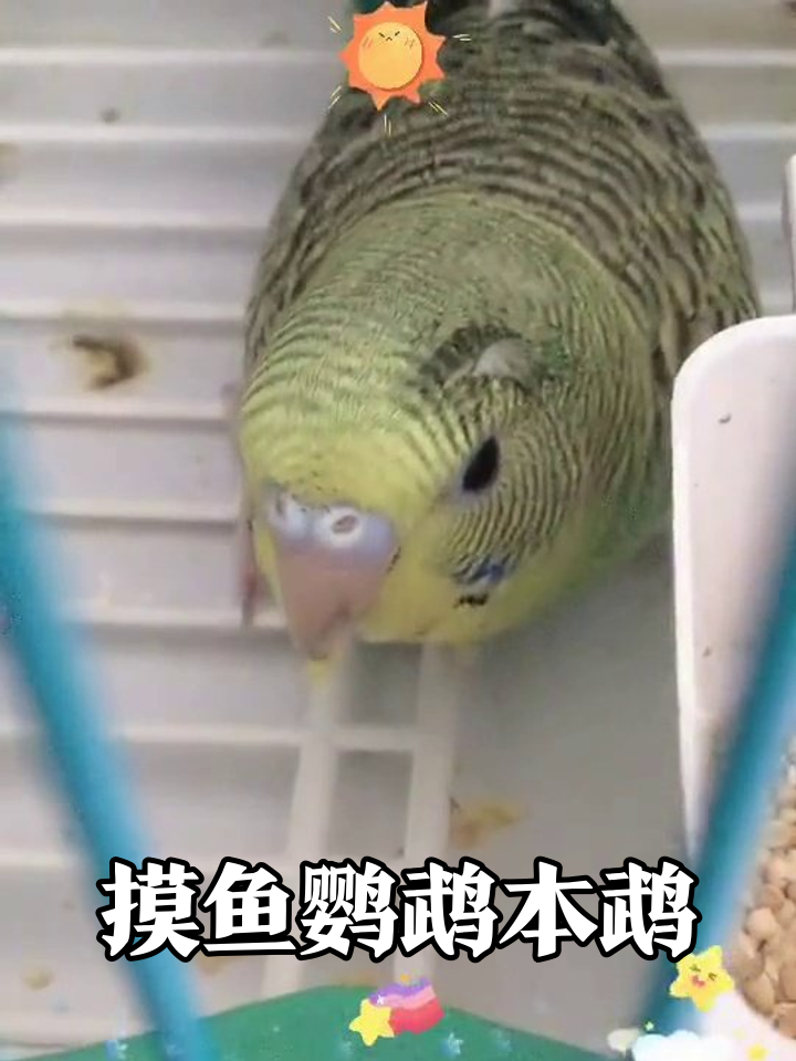 虎皮鹦鹉上班摸鱼实录:这懒腰打得比我还熟练!