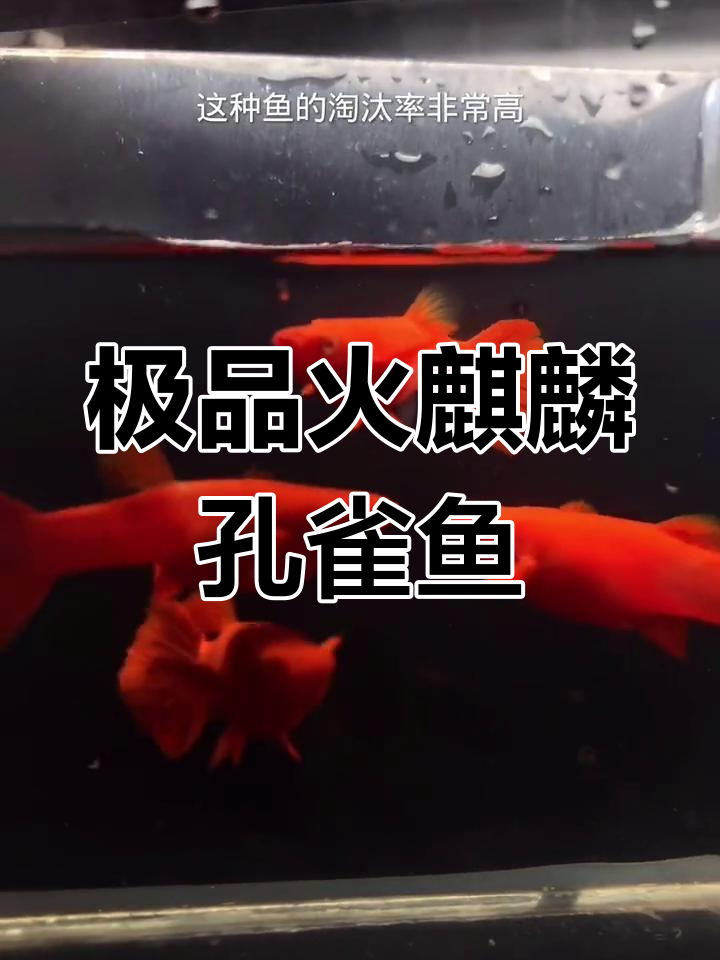火麒麟孔雀鱼:极品小红鱼的独特魅力