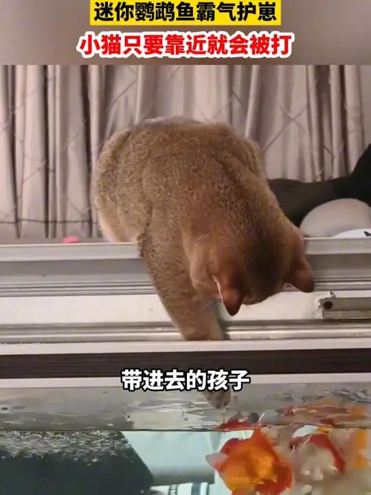 第一次见“鱼揍猫”的场景 迷你鹦鹉鱼霸气护崽 小猫只要靠近就会被打