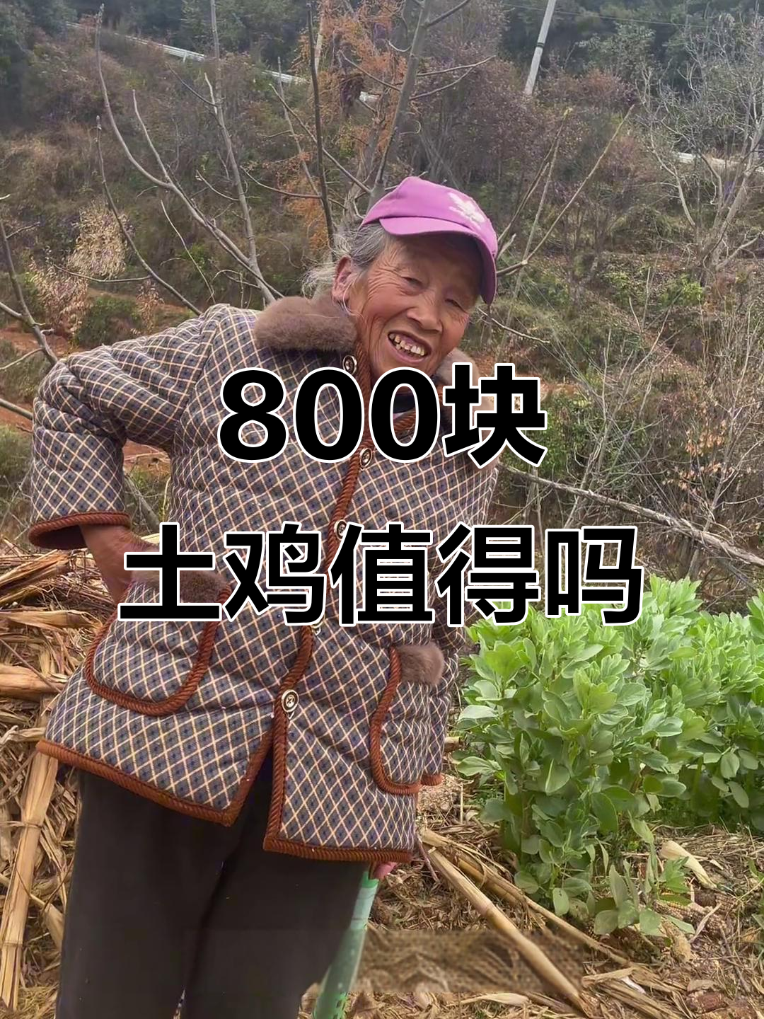 800元一只土鸡,值不值?农村生活日常