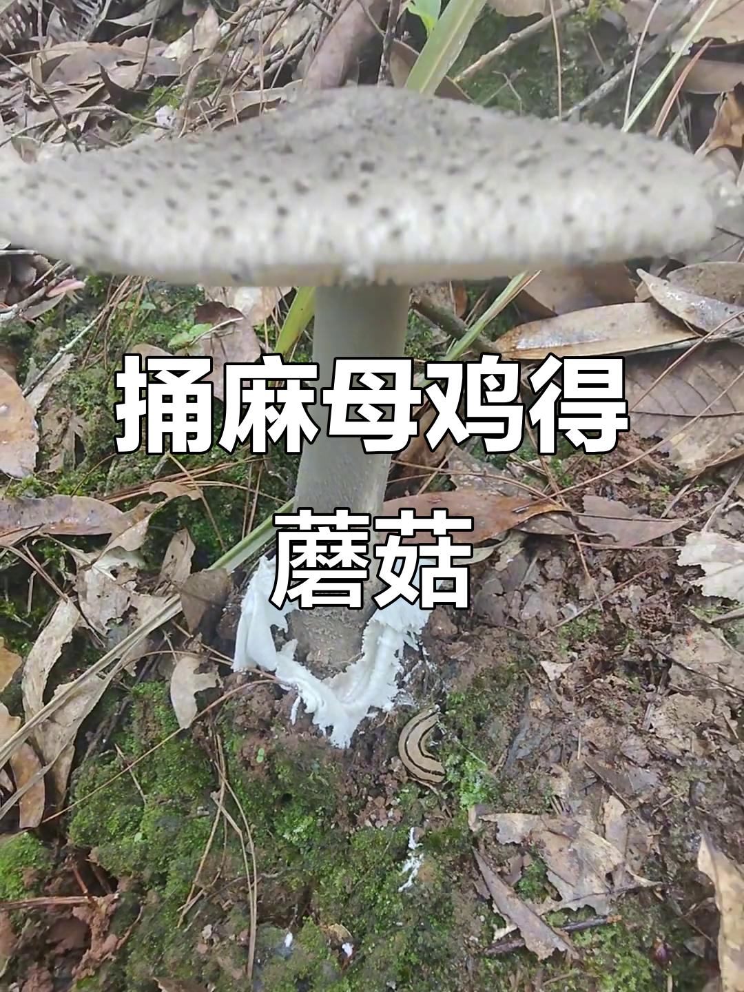 捅麻母鸡窝,意外收获中华鹅膏菌!