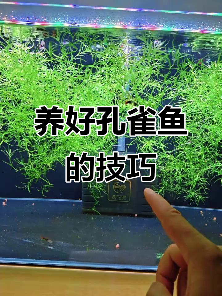 孔雀鱼养殖全攻略：从繁殖到日常管理