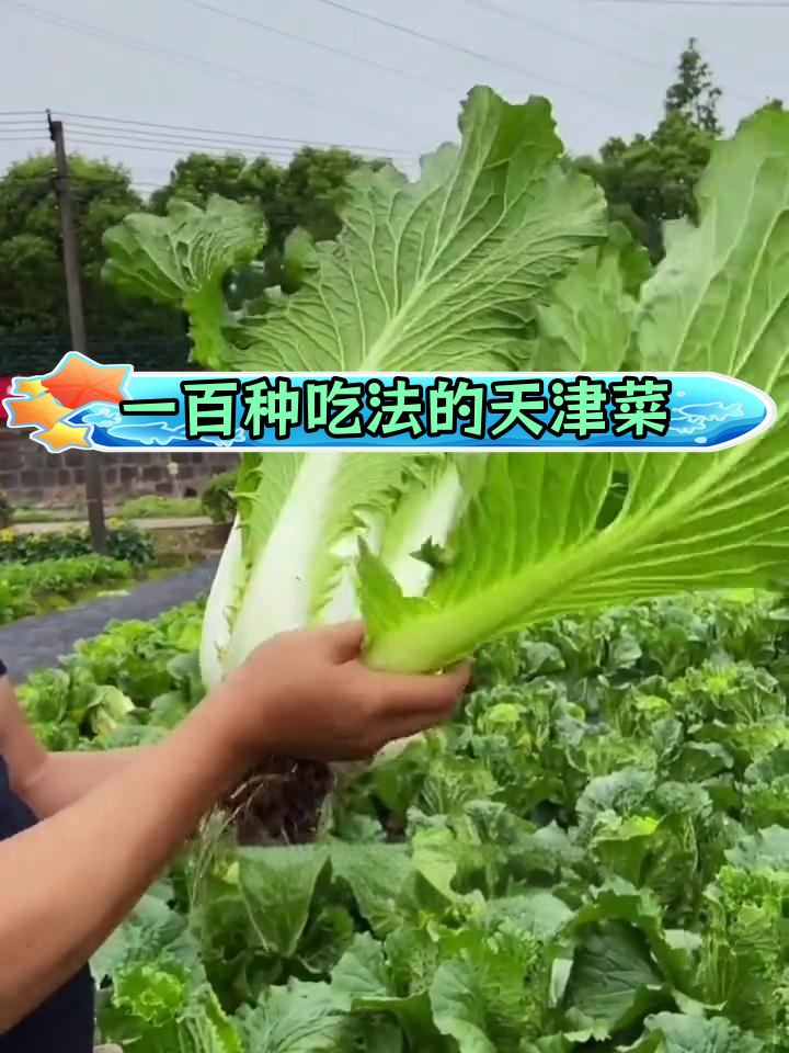 青麻叶大白菜:多种做法,口感丰富