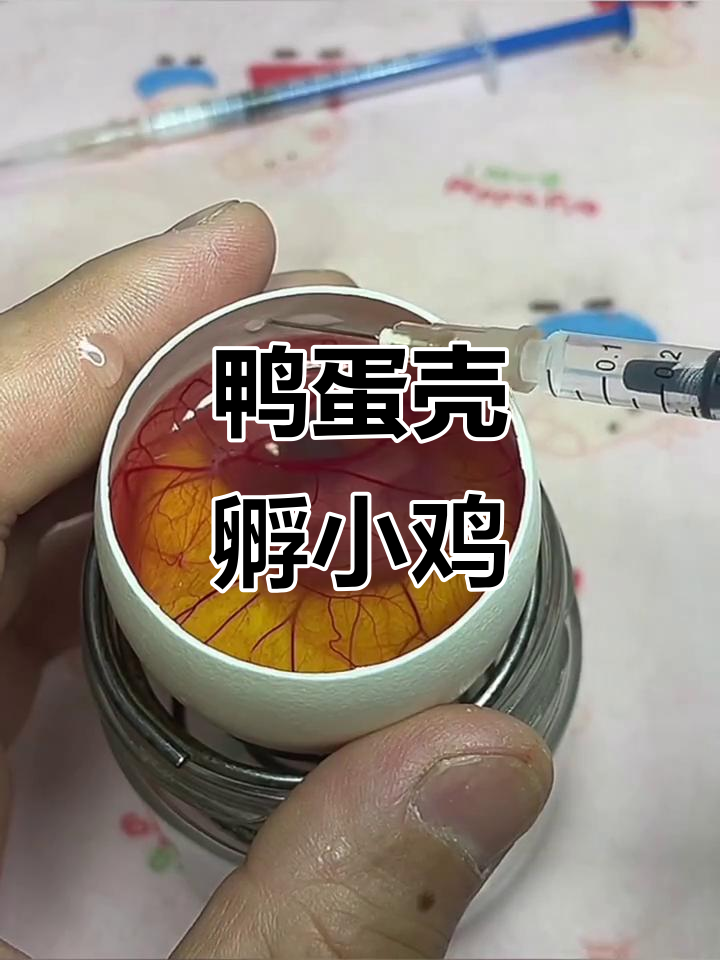 用鹅蛋壳孵化小鸡,13天发育惊人