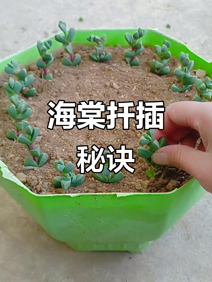 扦插鹿角海棠,选对枝条、土壤与季节,轻松成活!