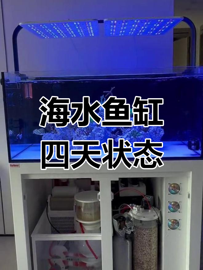 海水鱼缸第四天状态回访,珊瑚生长良好