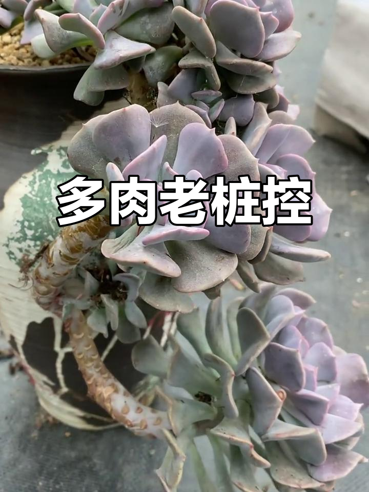 雪精灵多肉老桩,脱土上盆效果惊艳!