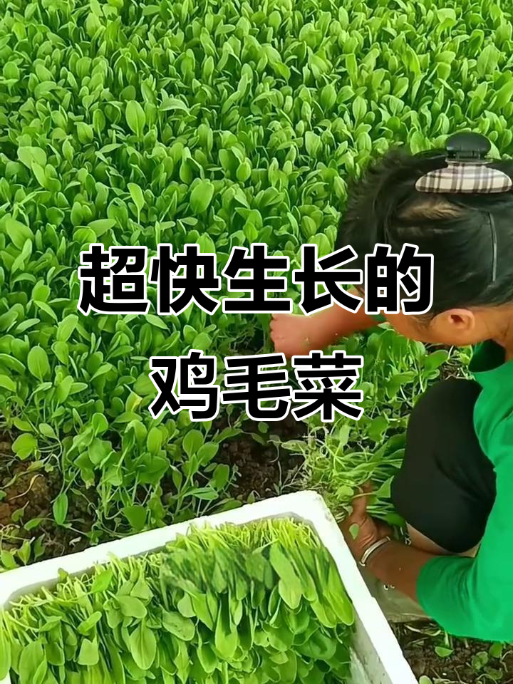 鸡毛菜:三天发芽,十五天采收,阳台种植超简单