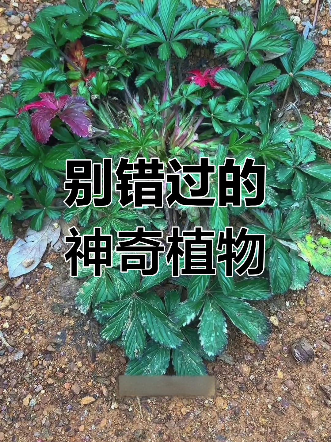 野外遇见蛇寒草,别错过它