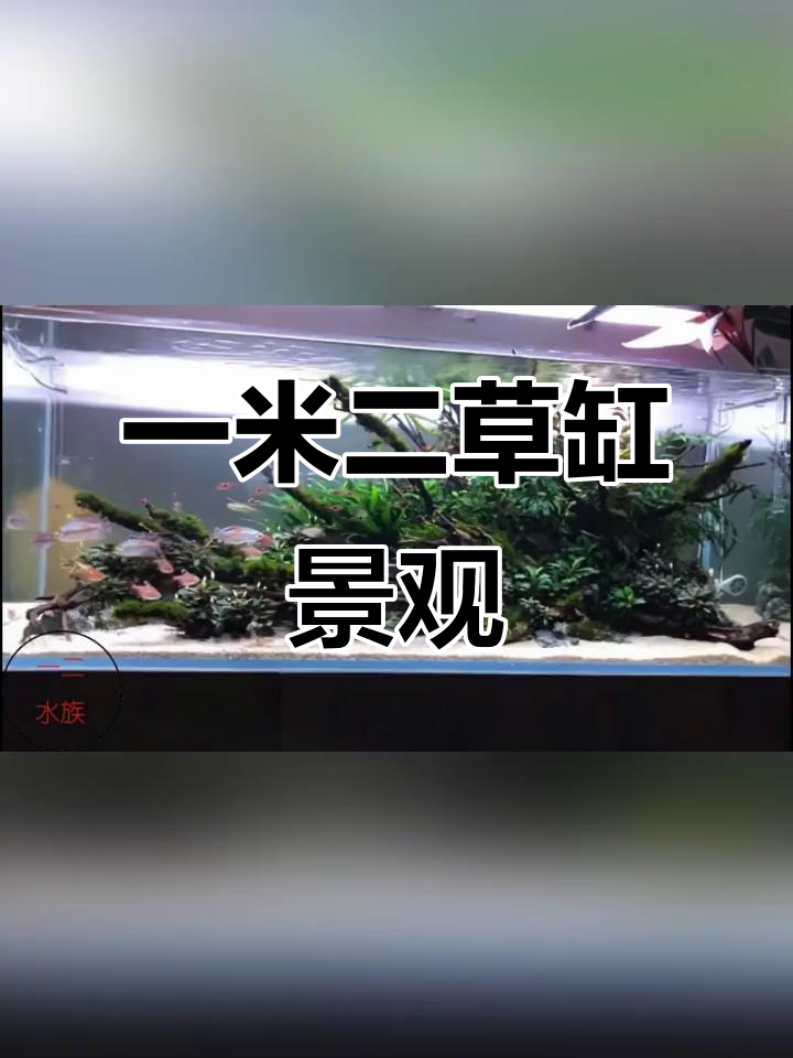 一年鱼缸造景大变样,流木与水草完美搭配
