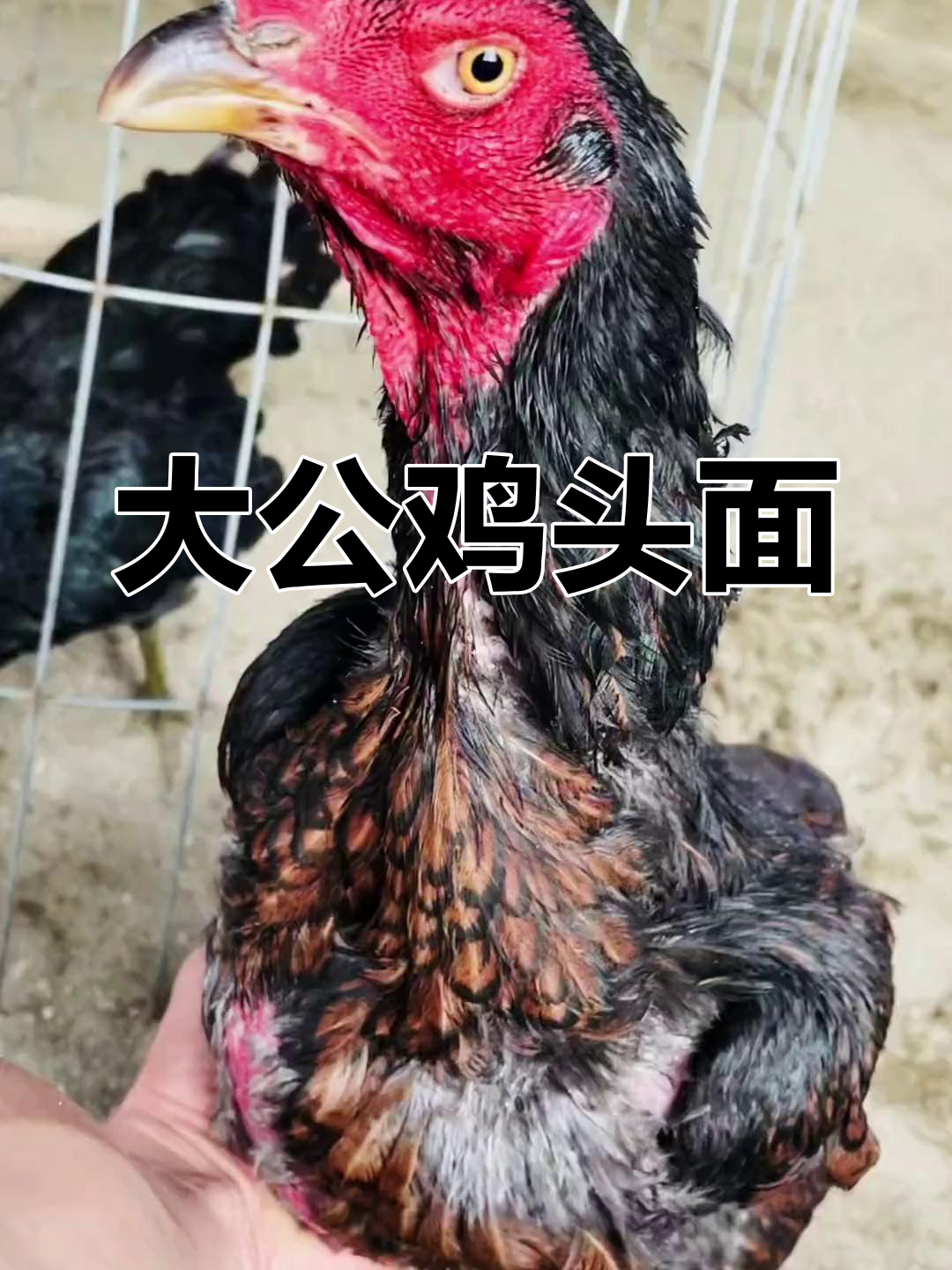 越南斗鸡纯种鬼母,6斤4质量亮眼