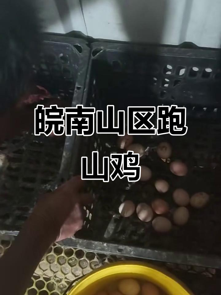 皖南山区散养跑山鸡,意大利品种挑战极限