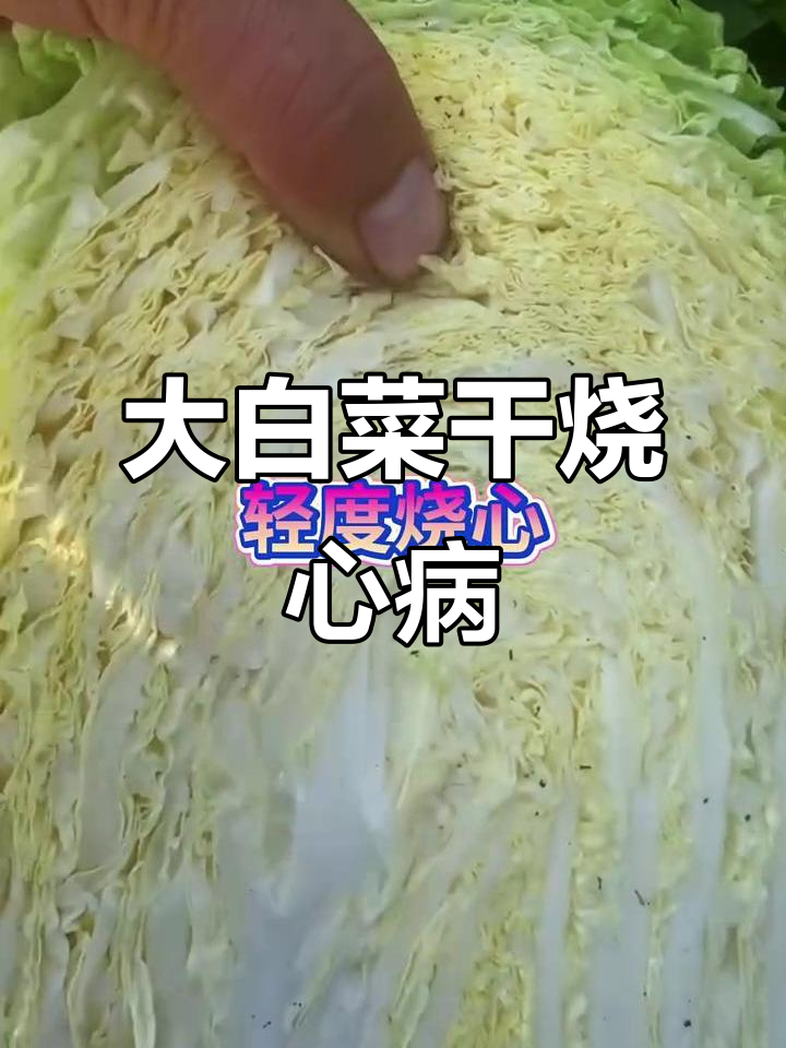 大白菜干烧心:缺钙与缺锰引发的生理病害