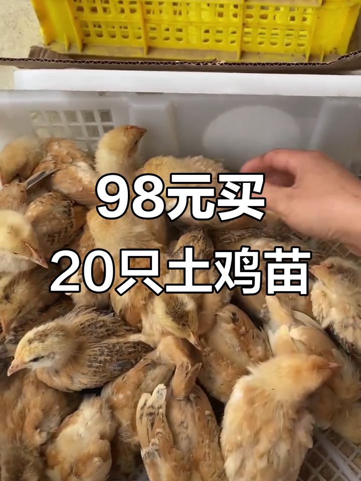 买了20只皖南土鸡苗,17天孵化情况揭秘