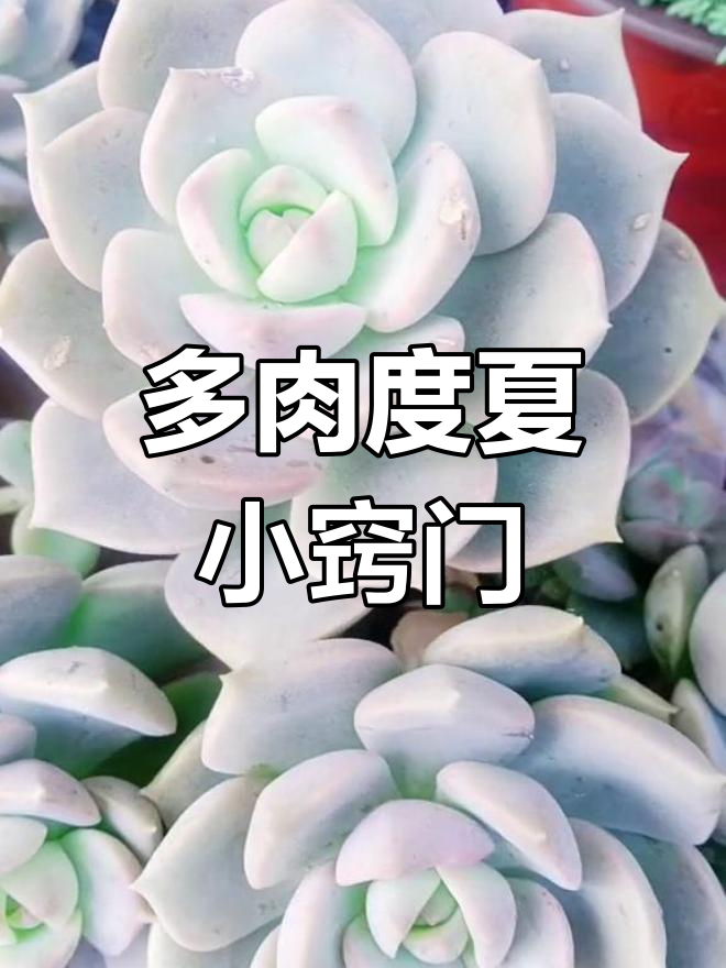 夏季多肉白牡丹需放阴凉处,避免浇水以防化水