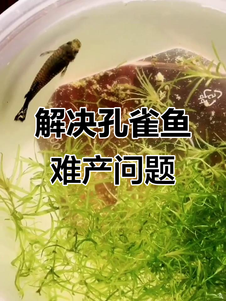 孔雀鱼难产怎么办?这些方法能帮它顺利生产