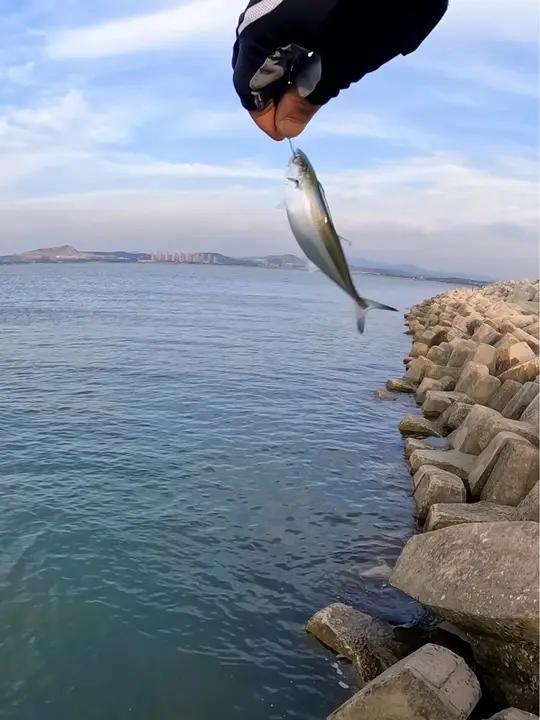 海钓 路亚小鲅鱼
