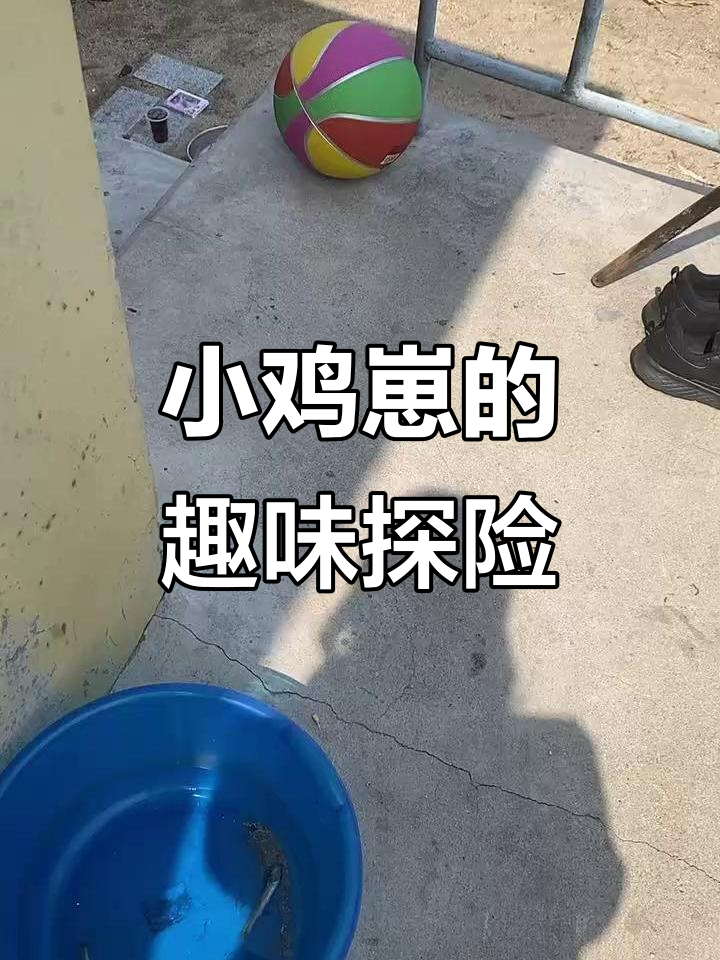 小鸡仔捡球大冒险,巧克力、奶酪棒一路相伴