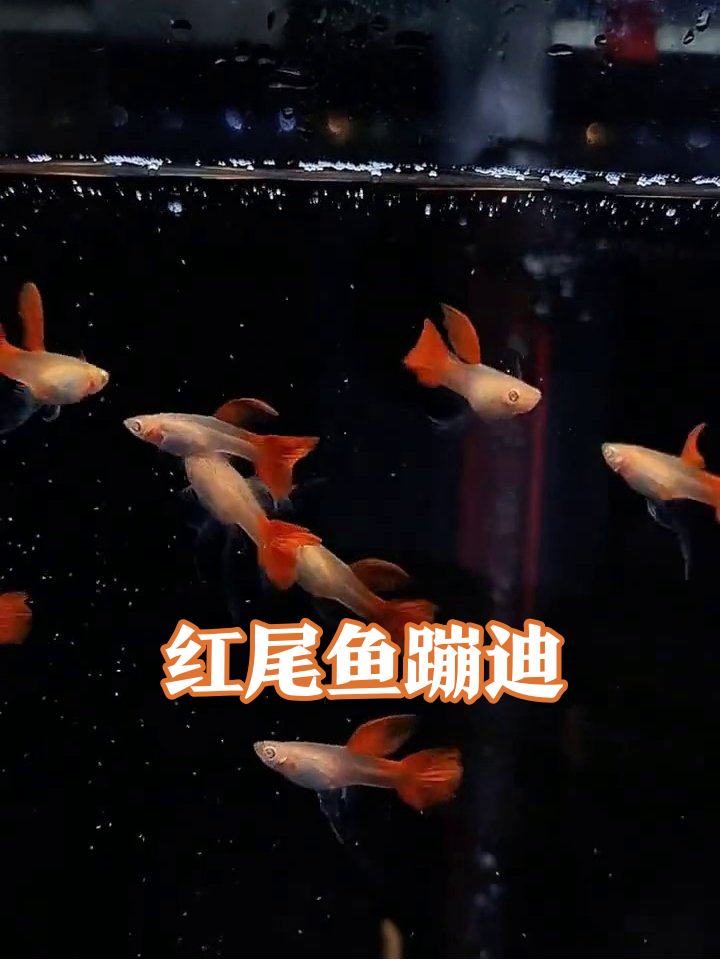 鱼缸里的红尾舞者，干饭时比我抢奶茶还积极！
