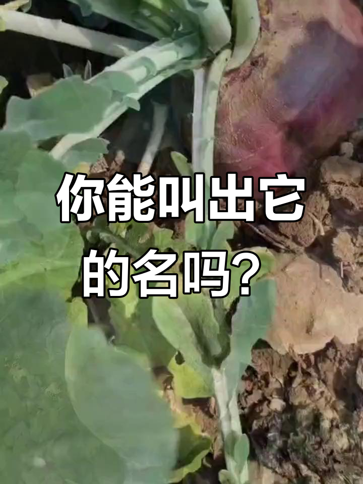 芥菜头名字大挑战,敢说出来的没几个!
