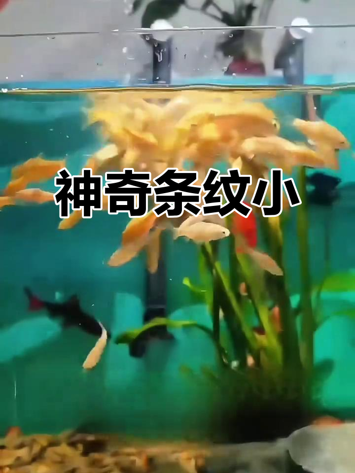 耐寒又美观,条纹小鲃让鱼缸充满生机