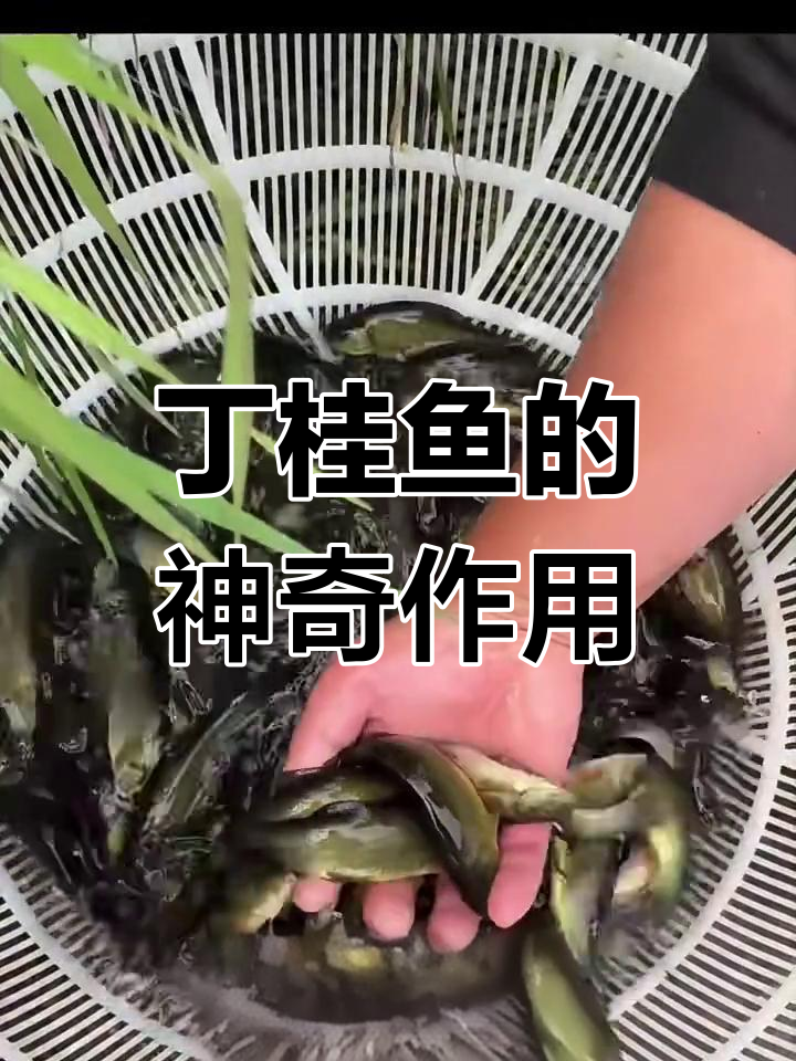 丁桂鱼:池塘中的“医生”,治愈创伤,提高抵抗力